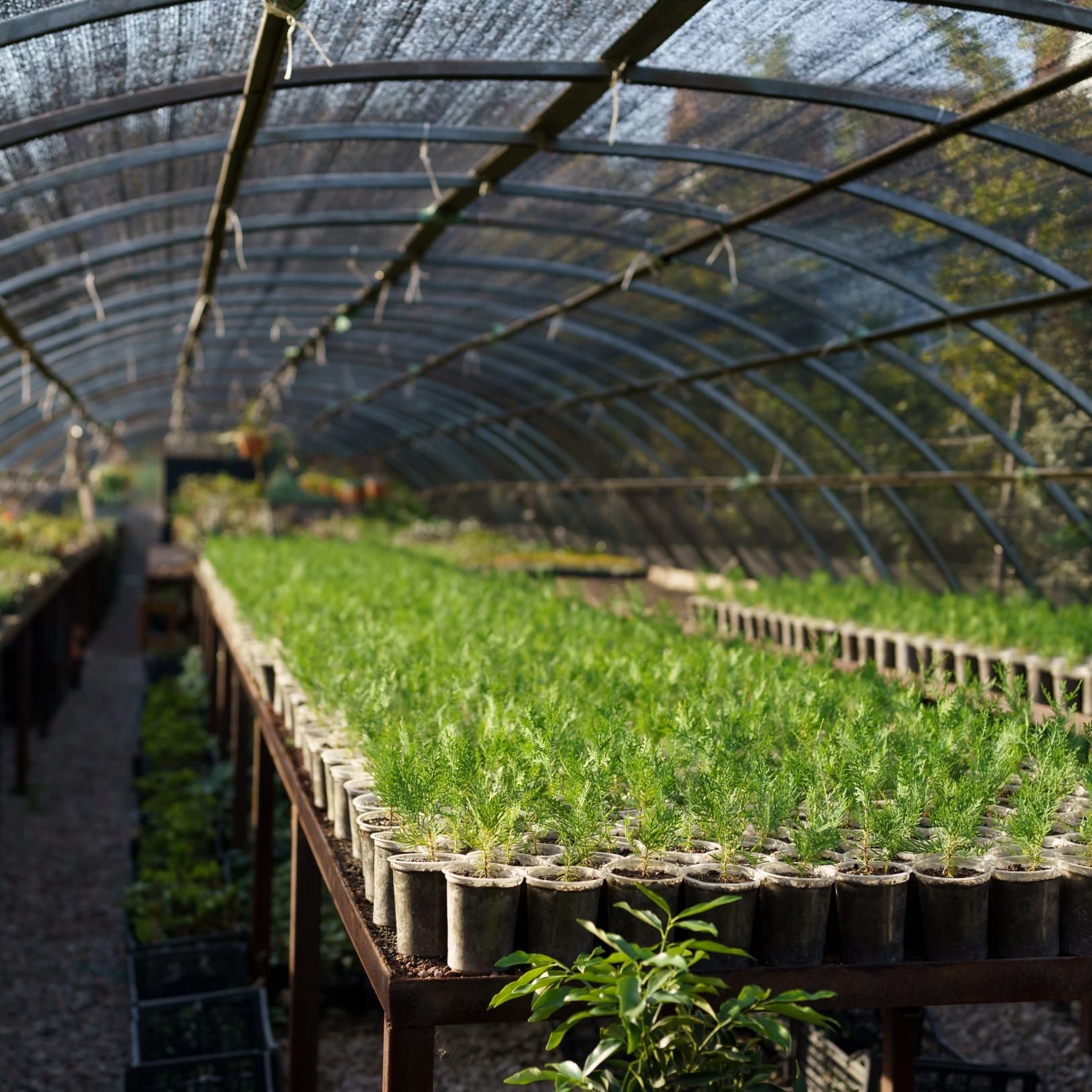 Sustainability First